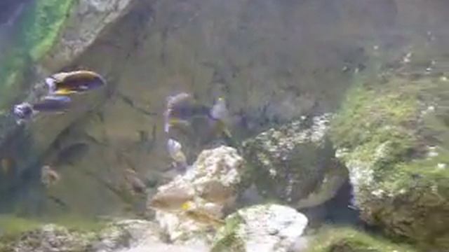 aulonocara jacobfreigbergi otter point tank смотреть онлайн