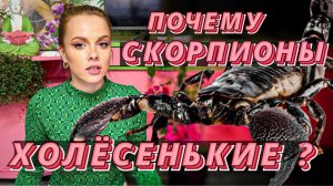 ♏ПОЧЕМУ СКОРПИОНЫ ХОЛЁСЕНЬКИЕ ? Ранимые, преданные и самоотверженные целители человеческой души