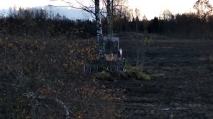 Отвал грабельный корчеватель в работе