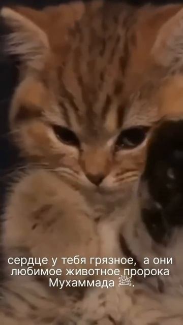 они же такие милые🥺❤#мусульмане#религия#рекомендации#жизнь#islam#сестра#аллах#рек #братья#атмосфера смотреть онлайн