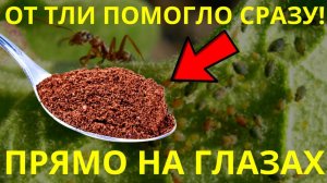 Я Не Верил, Но От Тли На Смородине Помогло Сразу, Прямо На Глазах  Топ 3 Способа Проверенных !