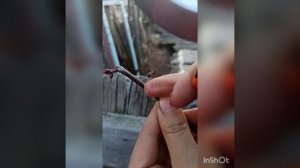 Обрезка: как держать секатор