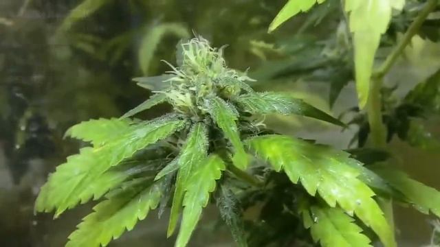 SEGUIMIENTO Floración Sweet Tai | 30-51 días | PARTE 2/3 смотреть онлайн