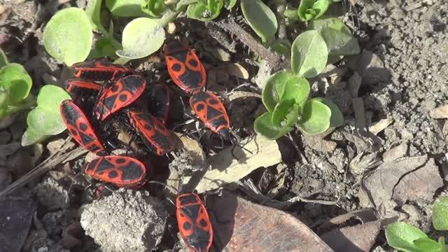 ГОТОВИМСЯ К СЕНОКОСУ смотреть онлайн