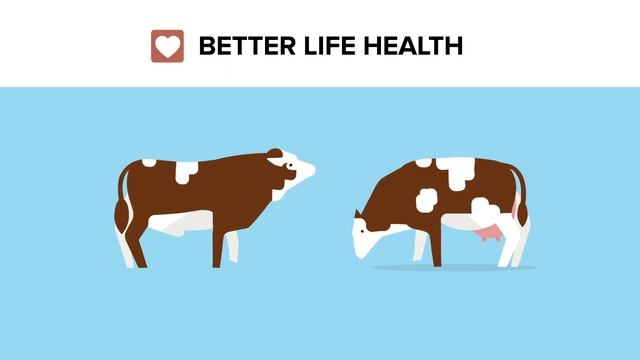 Better Life-Breeding values Fleckvieh: From Good to Better смотреть онлайн