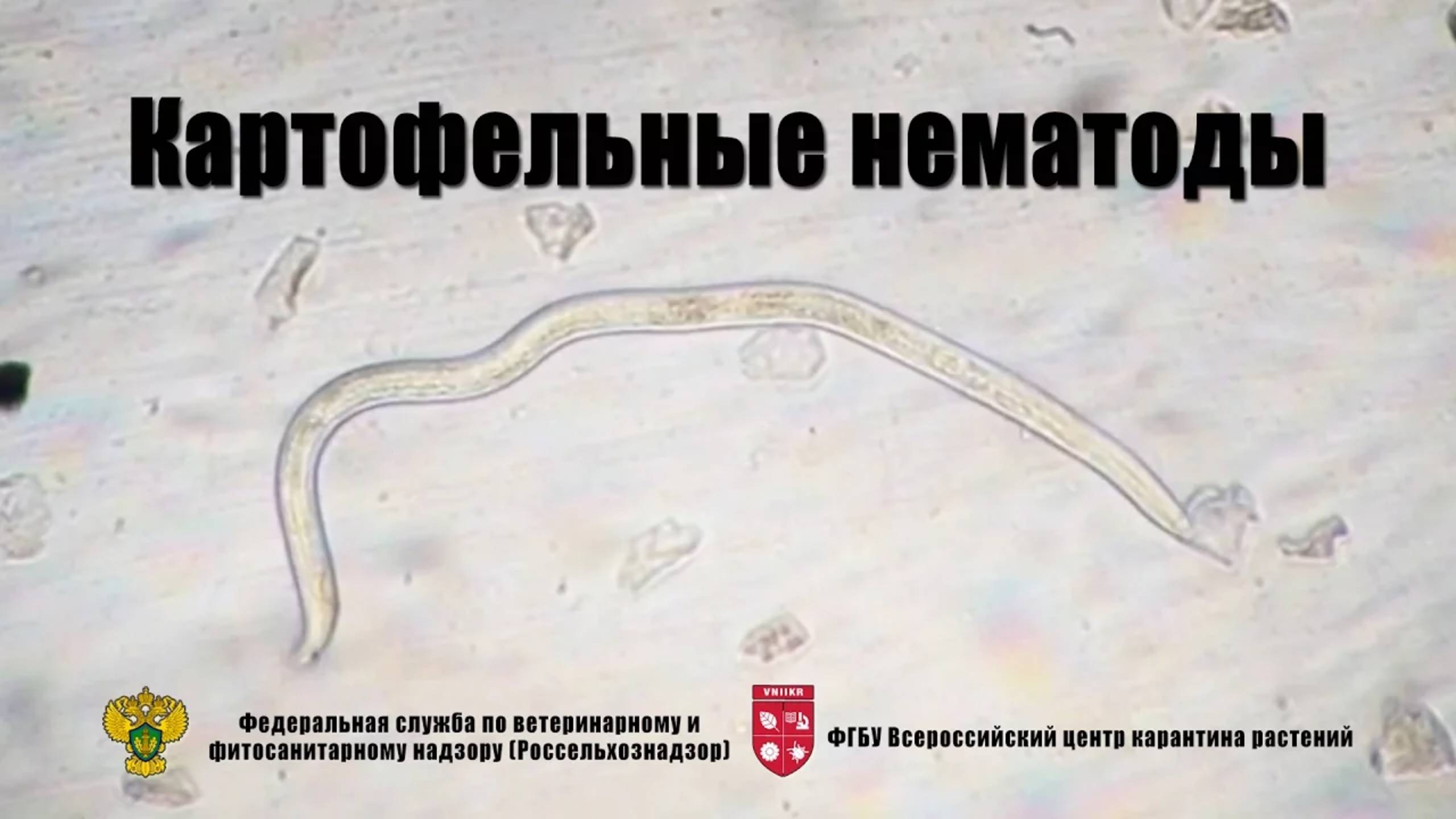 Картофельные нематоды