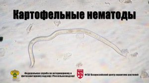 Картофельные нематоды