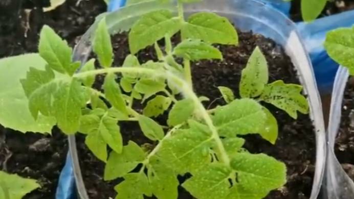 🌱💪 За 2 дня — супер-рассада! Стебель толстый, крепкий, коренастый! 🚀✨