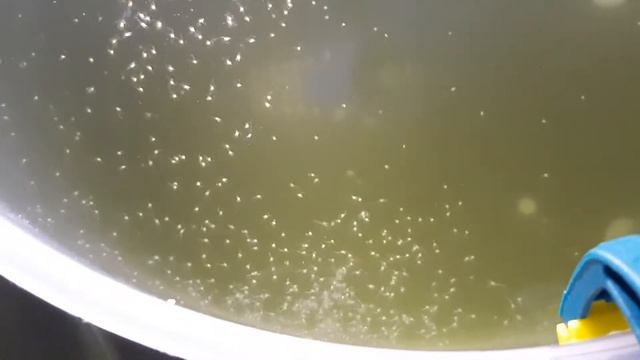 Zoeas de Gamba limpiadora de 1 día de edad (Lysmata amboinensis) смотреть онлайн