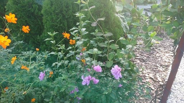 (89) Hibiskus bylinowy (bagienny) oraz hibiskus ogrodowy - wszystko o uprawie 😁 смотреть онлайн