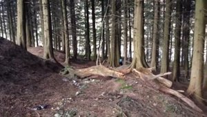 4 Year Old Riding Ktm Freeride 350 In Woods