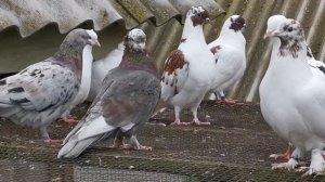 #БОЙНЫЕ ГОЛУБИ. Утренняя тренировка бакинских бойных голубей 30.10.2020г.