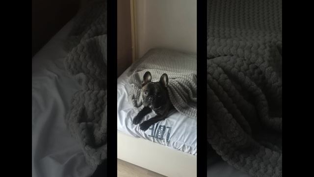 Краш - Любитель поспать и поваляться