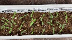 РАССАДА из ХИЛОЙ в ЖИРНЕНЬКУЮ за 1 день, Рассада толстеет на глазах и корни прут как бешенные