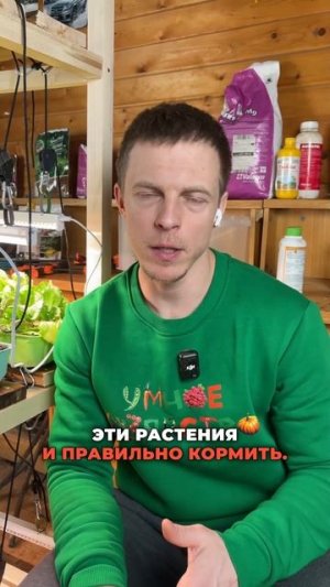 БАКЛАЖАНЫ ПО 1,5 КГ 🍆