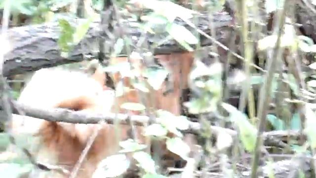 охота на енота смотреть онлайн