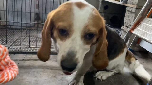 The dog that was bought to the dog meat restaurant was born again, showing a long-lost smile смотреть онлайн