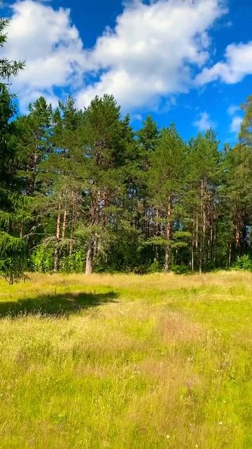 #лес#карелия##луг#петрозаводск#ботаническийсад#лето#природа#forest#meadow#nature#karelia