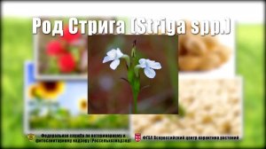 Род Стрига (Striga spp.)