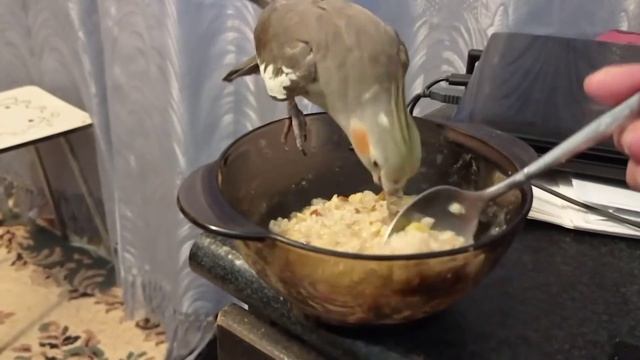 Обычное попугайское утро смотреть онлайн