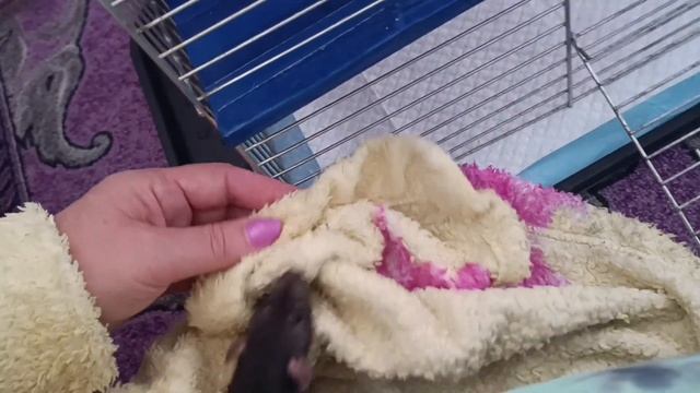 КРЫСКИ: Выгул маленького крысенка, "Кузи." смотреть онлайн