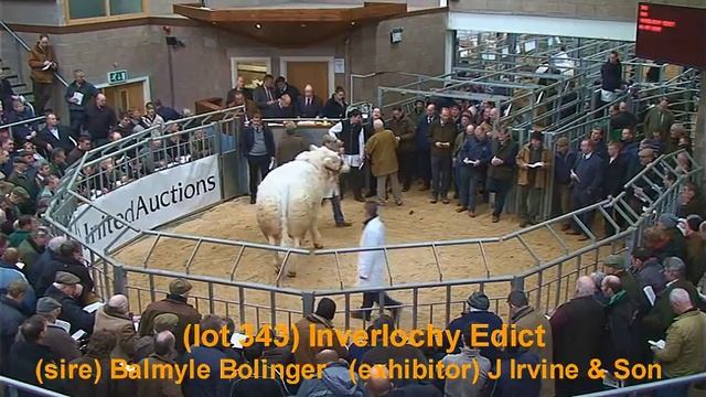 Charolais Bull Sale held at Stirling Agricultural Centre  "Perth Bull Sales" - February 2011 смотреть онлайн