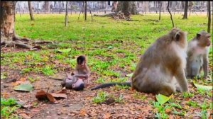 Когда макака-мама ну ооочень возрастная...   000039590.mp4