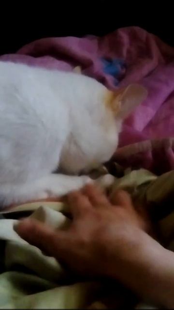 Взрослая Кошка, ищет в одеяле сиську! смотреть онлайн