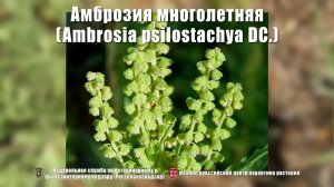 Амброзия многолетняя (Ambrosia psilostachya DC.)