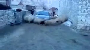 Фауна шоу-72