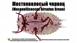 Жестковолосый червец (Maconellicoccus hirsutus Green)