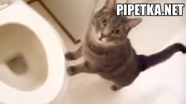 Кот, зачарованный сливом воды в унитазе =) смотреть онлайн