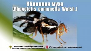 Яблонная муха (Rhagoletis  pomonella  Walsh.)