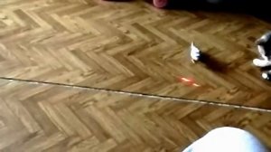 Фауна шоу-140