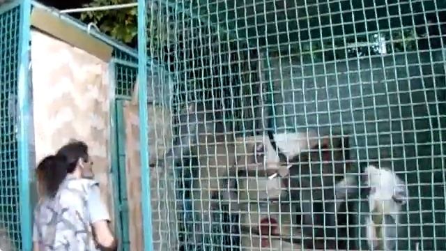 Дом Павловых Одесса. Зверское нападение обезьяны на человека:D
