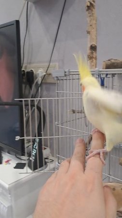 Сажаю кореллу на руку #попугай #корелла #parrot #cockatiel #birds #corella
