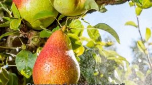 Груша Форель