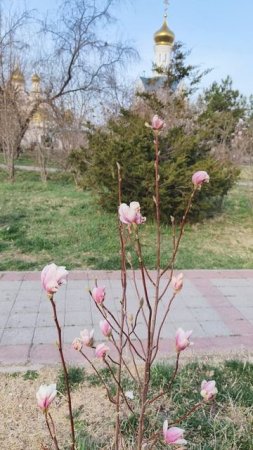 Анапа 17.03.2025