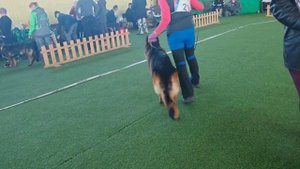 3 Отл. Ирендорф ЗУРБАГАН +++ №21 / КЧК БРОННИЦЫ 16 марта`25 P.Firic Моно немецких овчарок