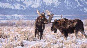 Учим названия и звуки животных для детей  Звуки медведя, лисы, оленя, зайца