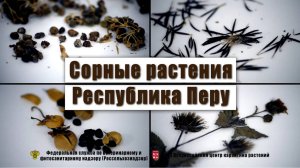 Сорные растения, Республика Перу, 10-30 ноября 2016 г.