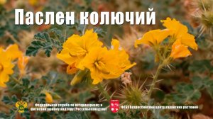 Паслен колючий (Solanum rostratum Dun.)