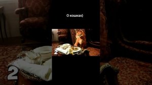 О кошках