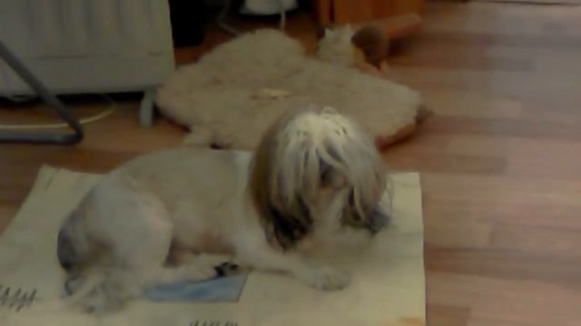 Новый писк моды причоска смотреть онлайн