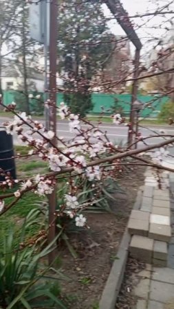 video_2025-03-17_08-13-16