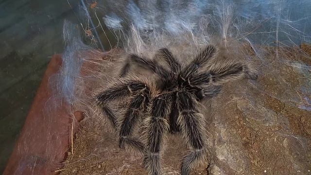 Lasiodora parahybana male after ultimate moult смотреть онлайн