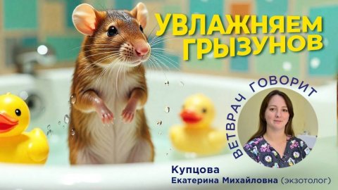 Увлажняем грызунов