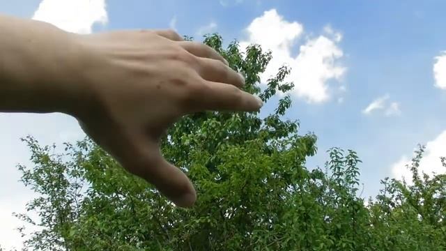 Лісові черешні - знайшов цілу плантацію смотреть онлайн