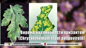 Вироид  карликовости  хризантем (Chrysanthemum  stunt  pospoviroid)