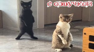 Приколы с котами! 🤣Смешные коты и кошки! - С ОЗВУЧКОЙ!🤣 Смешные животные!!